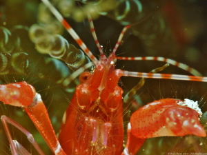 Red Snapping Shrimp (Alpheus armatus) by Brad Ryon 